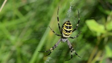 Wasp örümcek spiderweb web çayır çimen bulanıklık