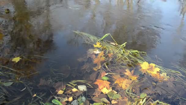 Закрыть красочные осенние листья лесной парк реки ручей воды — стоковое видео