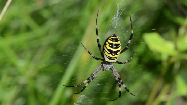 Verschwimmen Wespenspinne Spinnennetz Netz Wiese Gras — Stockvideo