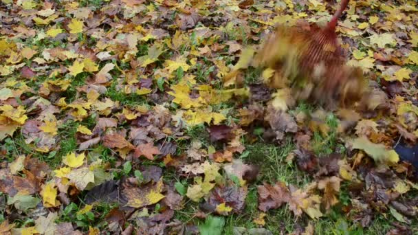 Frau harkt buntes Herbst-Ahornbaumblatt — Stockvideo