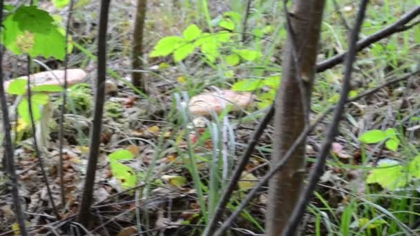 Veneno rojo setas agáricas crecen en el bosque — Vídeo de stock