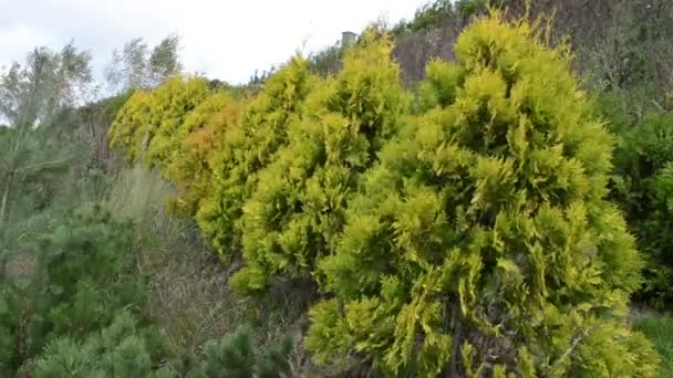 Ruela thuja linha evergreen — Vídeo de Stock