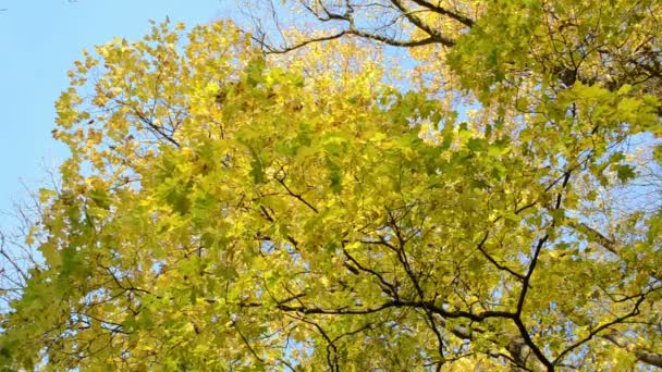 Árbol rama hoja movimiento — Vídeos de Stock