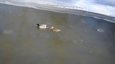 Mallard kış nehir yüzmek