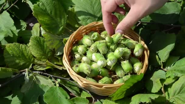 Hand picks ripe hazel nutwood nuts wicker wooden dish — Stock Video