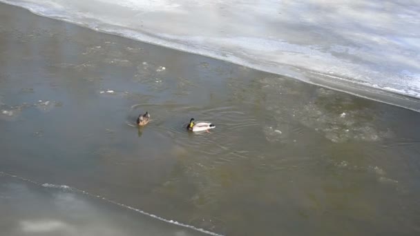 Mallard swim river winter — Stock Video