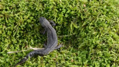 Newt triton eft soğukkanlı amfibi gezinme yürüyüş moss