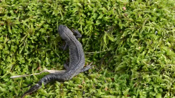 Molch-Triton: Kaltblütige Amphibien kriechen durch Moos — Stockvideo