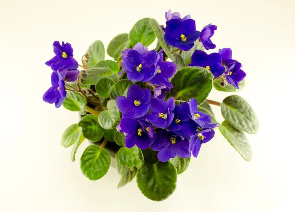 African violet çiçek ve tencerede yeşil yaprakları