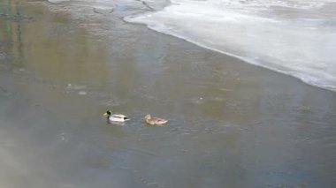 kuş (anas platyrhynchos) yüzmek kış nehir suyu yeşilbaş ördek