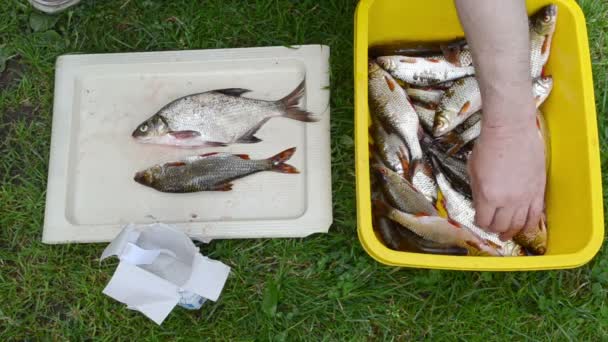 Bowl fresh fishing cought roach bream fishes hand take salt — Stock Video