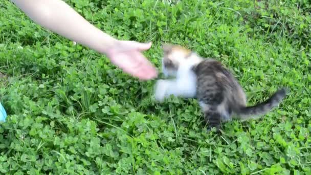 Vrouw hand feed weinig kat kitten verse vis op gras — Stockvideo