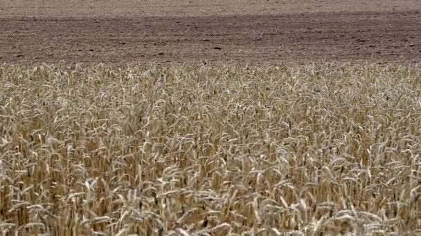 成熟的小麦犁过的田野 — 图库视频影像