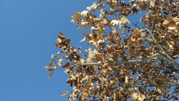 Golden oak branch dry leaves move wind background blue sky — Stock Video