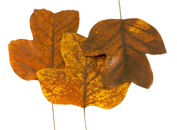 Three autumn tuliptree leaves next to each other — Stock Photo, Image