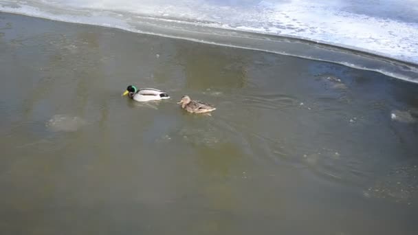 Patos-reais (anas platyrhynchos) nadam água do rio de inverno — Vídeo de Stock
