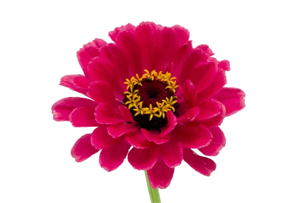 Rosso rosa zinnia fiore vicino isolato bianco — Foto Stock