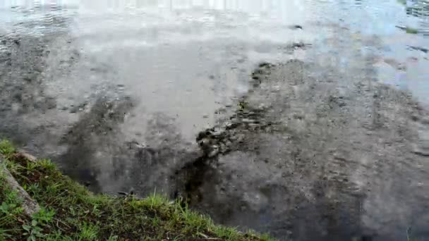 Lake shore gräs vatten rippel träd sky reflektion — Stockvideo