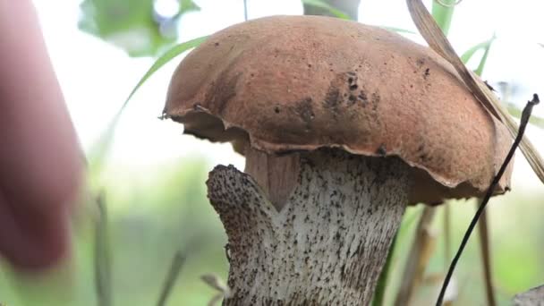 Closeup homem mão pegar cogumelo boné vermelho na floresta — Vídeo de Stock