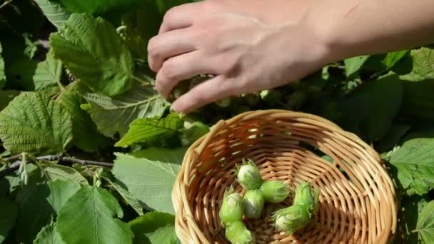 Hand gather ripe hazel nutwood nuts to wicker wooden dish — Stock Video