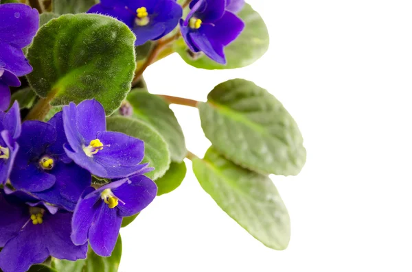 African violet flower (lot. Saintpaulia) — Stock Photo, Image