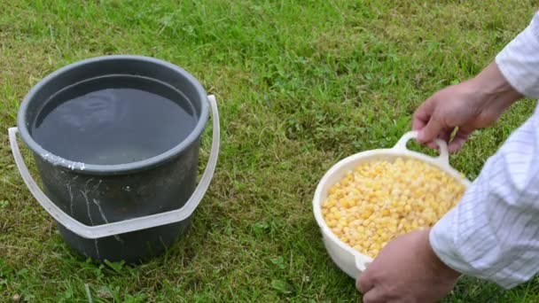 Agua hervida del cubo de guisantes — Vídeo de stock