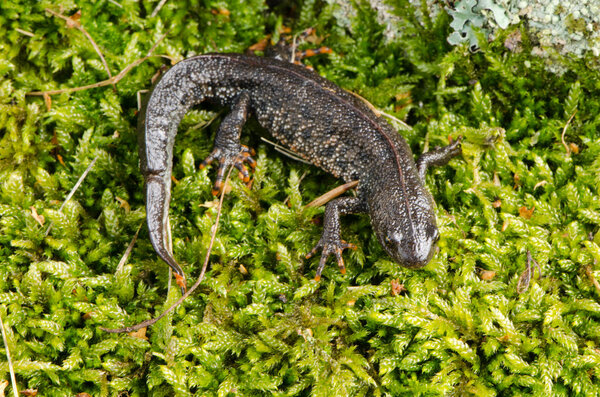 newt triton eft cold-blooded amphibian crawl moss