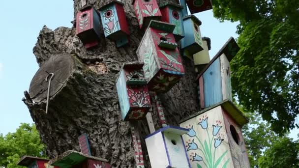 Colorful bird nest box — Stock Video