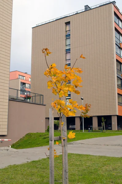 Petit arbre coloré maisons plates modernes automne — Photo