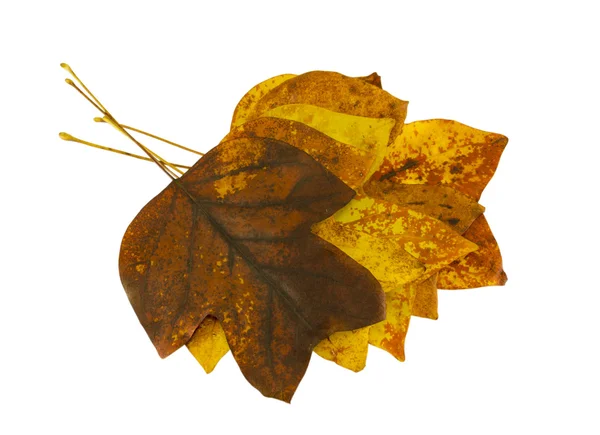 Brightly tulip tree leaves lay on top each other — Stock Photo, Image