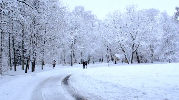 파노라마 장면 도보 나무 밀도 눈 레이어 겨울 공원 — 비디오