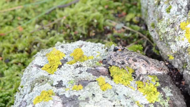 Brand magen klockgroda bombina röda magen promenad sten moss — Stockvideo