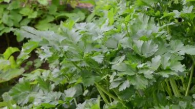 maydanoz ekolojik baharat tatlı taşımak Rüzgar