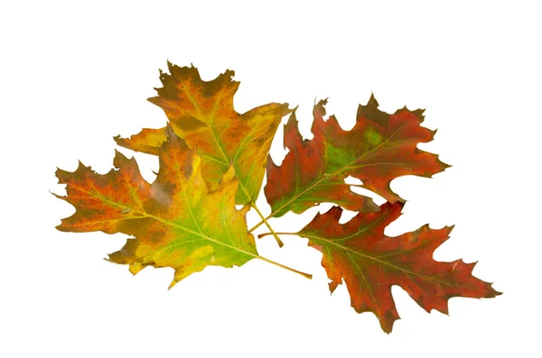 Cuatro hojas de roble decorativo en la composición de otoño —  Fotos de Stock