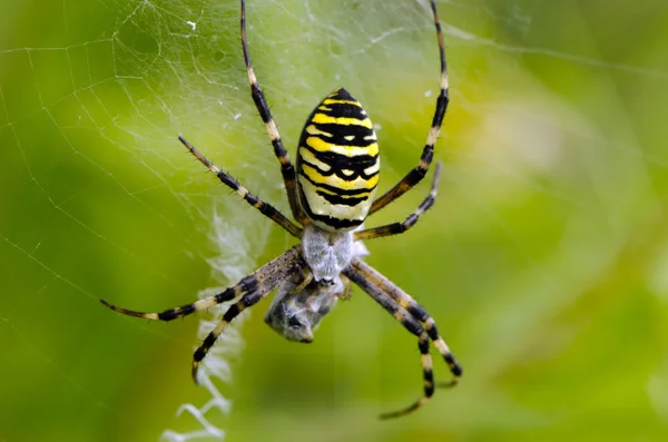 Guêpe araignée toile d'araignée capture proie — Photo