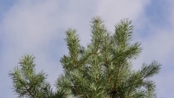 Çam ağacı dalı hareket Rüzgar closeup arka plan bulut gökyüzü sinek — Stok video