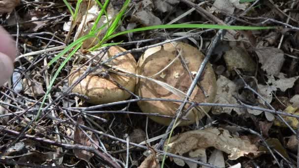 Cueillette à la main chapeau de lait deliciosus champignon cultiver forêt — Video