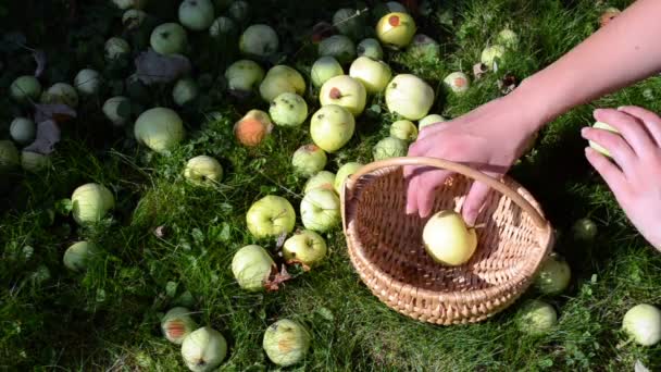 Žena ruku shromáždit na podzim ovoce zralé jablko strom proutěný koš — Stock video