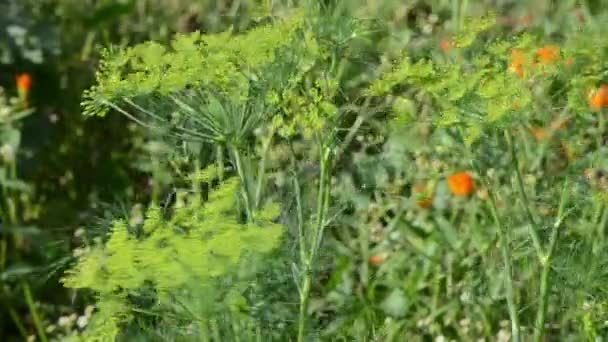 特写自然莳萝茴香植物移风农村花园 — 图库视频影像