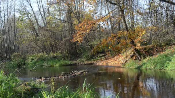 Park rivier water stroom close-up gebroken boom Herfstblad vallen kust — Stockvideo