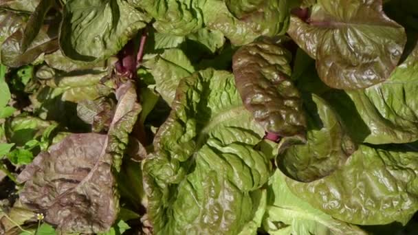 Verse gezonde natuurlijke salade bladeren verplaatsen wind landelijke tuin groeien — Stockvideo
