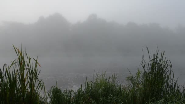 tôt le matin rivière eau écoulement brouillard brouillard rivage flore verte roseaux 