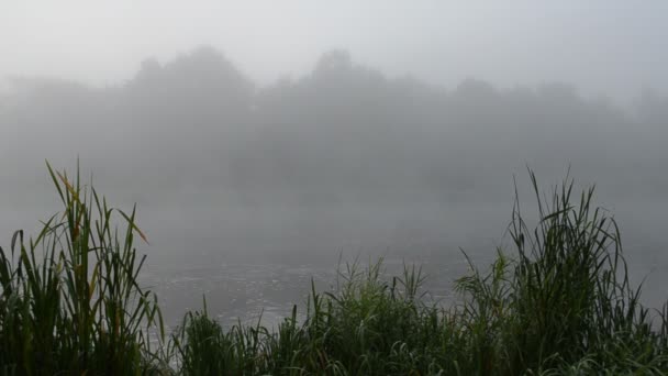 Temprano en la mañana flujo de agua del río niebla niebla orilla cañas de flora verde — Vídeo de stock