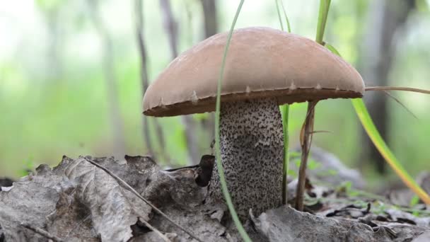 Chapeau rouge forêt de champignons — Video