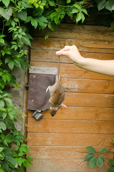 Femme main tenir mort rat porte de cave rurale — Photo