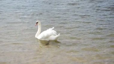 Beyaz Kuğu kuş yüzmek dalgalanma lake shore su güneş ışığı