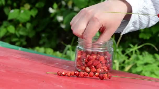 Gyorsítsa fel az ember kezét póló piros gyöngy erdei eper hajlított — Stock videók