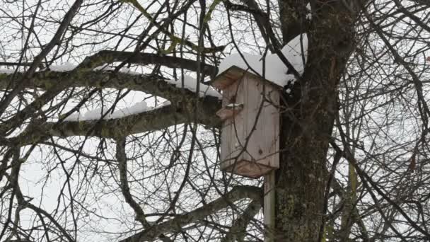 Trä fågel hus häckande box hand träd bålen vinter täcka snö — Stockvideo