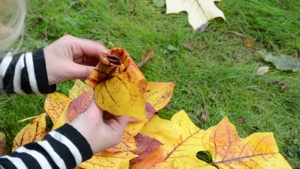 Le mani della donna fanno il fiore decorativo la bella foglia di albero di autunno — Video Stock
