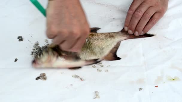 Mano de pescador con cuchillo escamas limpias de pescado besugo — Vídeo de stock